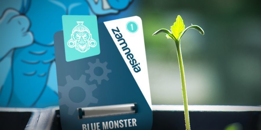 Blue Monster Automaticin kasvatus Blue Monster Automaticin kasvatus