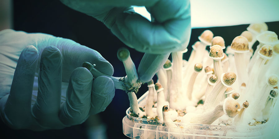 Miten taikasienet kasvavat? How Do Magic Mushrooms Grow?