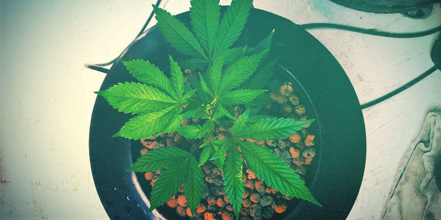 Suojaa kannabiskasvisi levältä SUOJAA KANNABISKASVISI LEVÄLTÄ