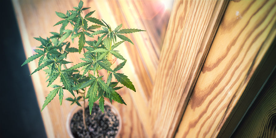 Kuinka kasvattaa kannabista ikkunalaudalla tai olohuoneessa Kuinka kasvattaa kannabista ikkunalaudalla tai olohuoneessa