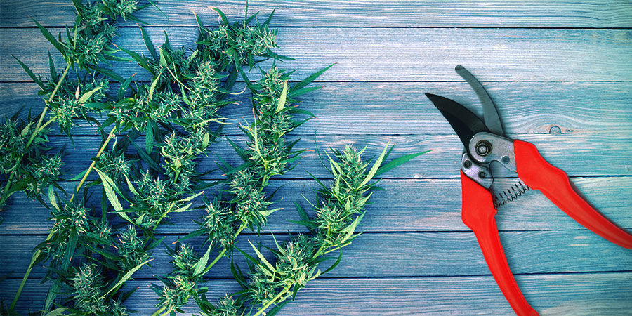 Kannabiksen sadonkorjuu
