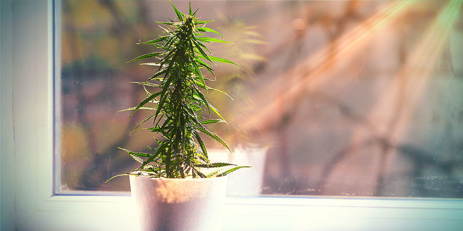 Mitä odottaa, kun kannabista kasvatetaan kasvatushuoneen ulkopuolella Mitä odottaa, kun kannabista kasvatetaan kasvatushuoneen ulkopuolella