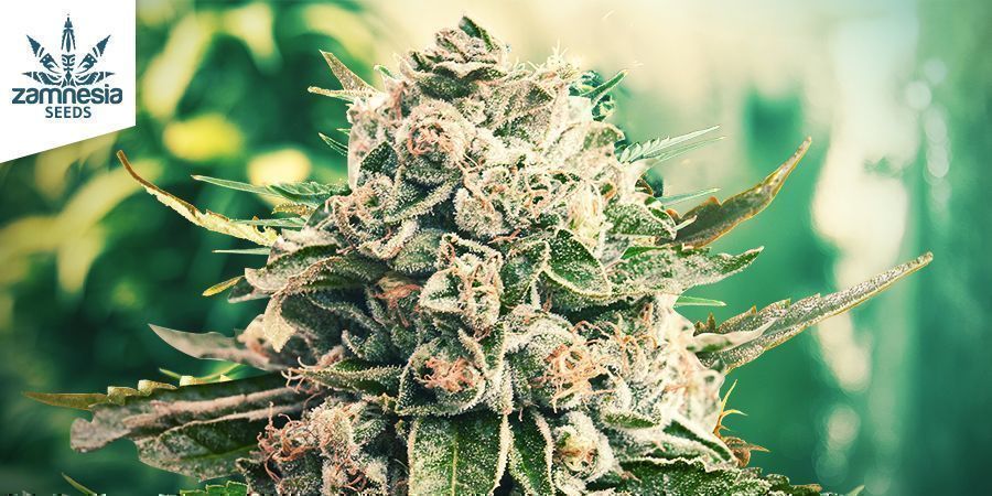 Gorilla Glue (Zamnesia Seeds) Gorilla Glue (Zamnesia Seeds)