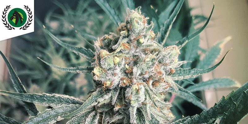 King’s Banner (Dark Horse Genetics) King’s Banner (Dark Horse Genetics)