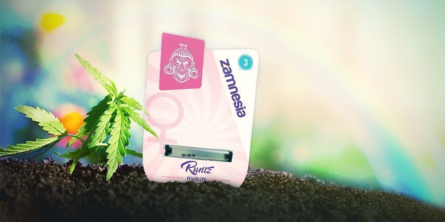 Kuinka kasvattaa Runtzia HOW TO GROW RUNTZ