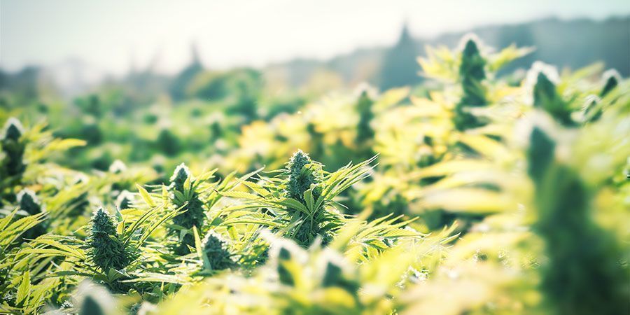 Kasvata kannabista ulkona ja säästä helposti rahaa Kasvata kannabista ulkona ja säästä helposti rahaa