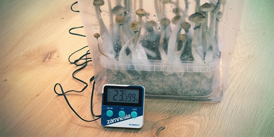 Amount Of Flushes And The Time It Takes To Grow Amount Of Flushes And The Time It Takes To Grow