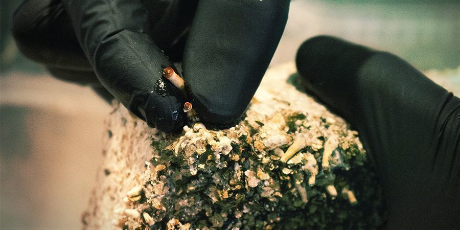 Substraatin liotus useiden flushien kasvattamiseksi Substraatin liotus useiden flushien kasvattamiseksi