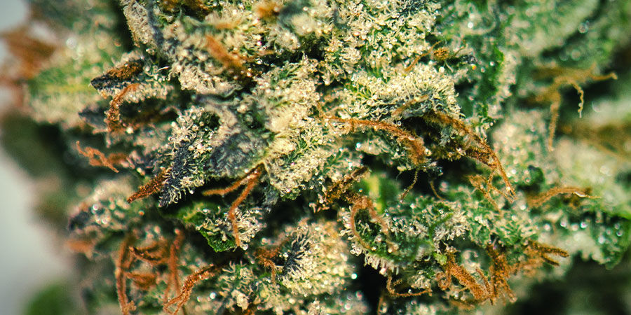 Miten Gorilla Zkittleziä kasvatetaan MITEN GORILLA ZKITTLEZIÄ KASVATETAAN