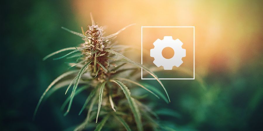 Kuinka paljon auringonvaloa autoflower-kannabiskasvit tarvitsevat?