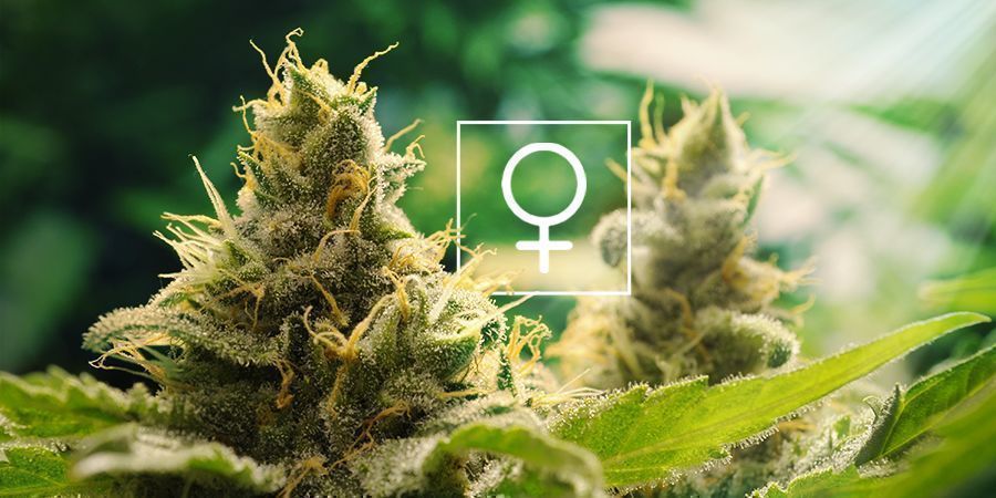 Kuinka paljon auringonvaloa feminisoidut kannabiskasvit tarvitsevat?