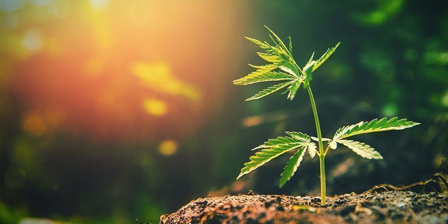 Mitä jos auringonvaloa on liikaa? Liikaa auringonvaloa saanut kannabiskasvi