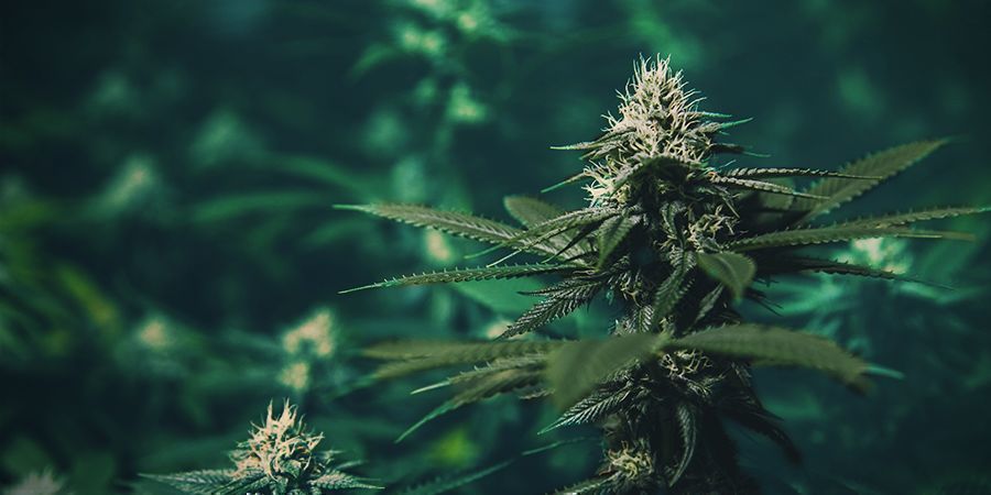 Mitä jos auringonvaloa ei ole riittävästi? Not Enough Sunlight Cannabis Plant