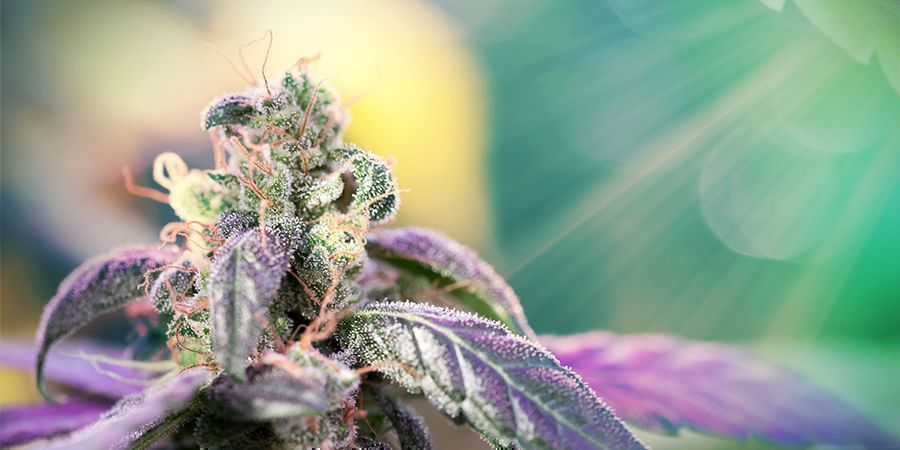 Miksi auringonvalo on tärkeää kannabiksen kasvatuksessa MIKSI AURINGONVALO ON TÄRKEÄÄ KANNABIKSEN KASVATUKSESSA