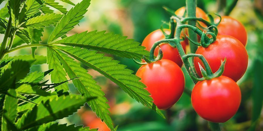 KUINKA PIILOTTAA KANNABISKASVISI