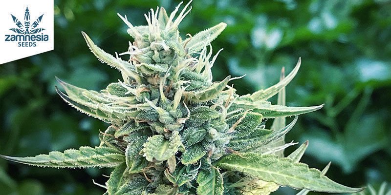 Monster Dwarf Automatic (Zamnesia Seeds) Monster Dwarf Automatic (Zamnesia Seeds)
