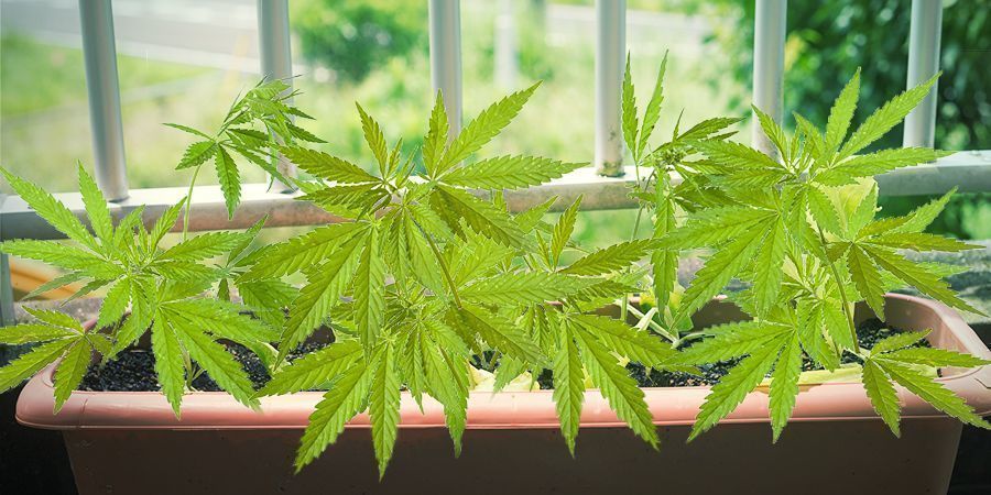 Lajikevaatimukset kannabiksen kasvattamiseen parvekkeella tai terassilla Lajikevaatimukset kannabiksen kasvattamiseen parvekkeella tai terassilla
