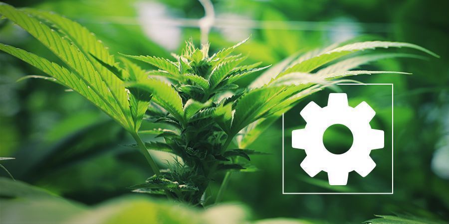Miksi autoflower-genetiikkaa suositaan