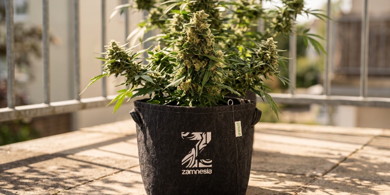Northern Delights Auto (VIP Seeds) Northern Delights Auto (VIP Seeds)