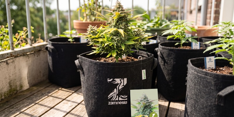 Quick One Automatic (Royal Queen Seeds) Quick One Automatic (Royal Queen Seeds)