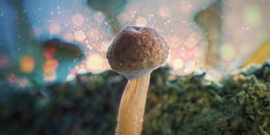 Paras sienialusta Psilocybe cubensikselleparas sienialusta Psilocybe cubensikselle THE BEST MUSHROOM SUBSTRATE FOR PSILOCYBE CUBENSIS