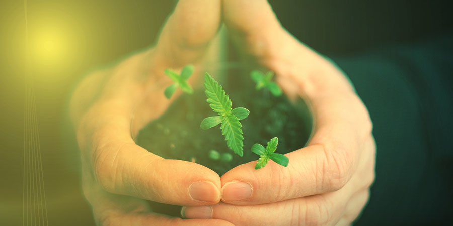 Kuinka kasvattaa Cookies Kush HOW TO GROW COOKIES KUSH