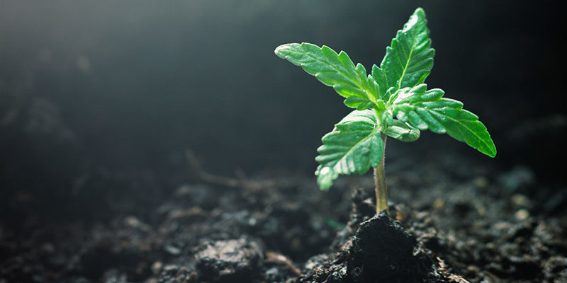 Kuinka kasvattaa GG#4 How To Grow GG#4