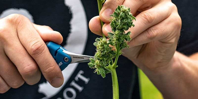 Oksasakset PRUNING SHEARS