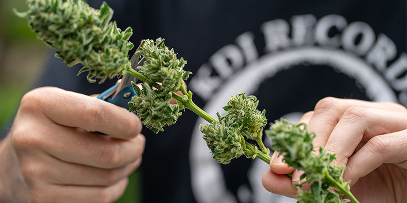 Miksi sadonkorjuu on kannabiksen kasvatuksen ratkaiseva vaihe? Miksi sadonkorjuu on kannabiksen kasvatuksen ratkaiseva vaihe?