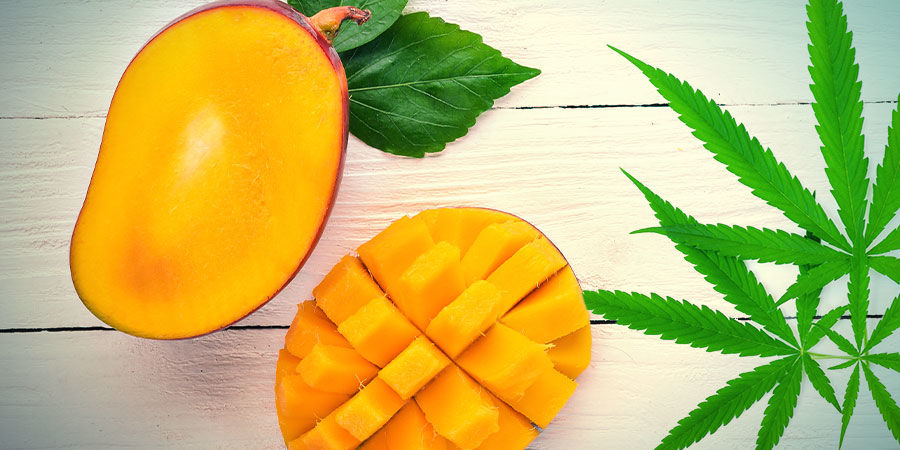 Mango Haze: Maku ja vaikutukset MANGO HAZE: FLAVOUR AND EFFECTS