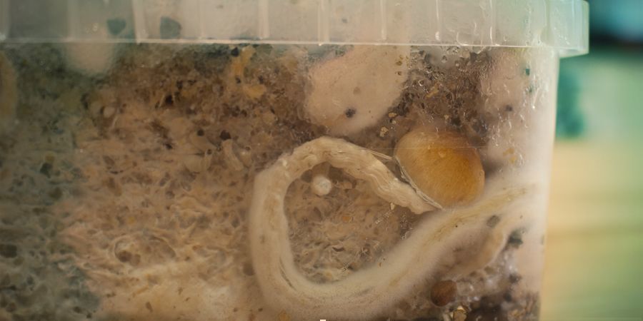 Mitä taikasienten sivupinnit ovat? WHAT ARE MAGIC MUSHROOM SIDE PINS?