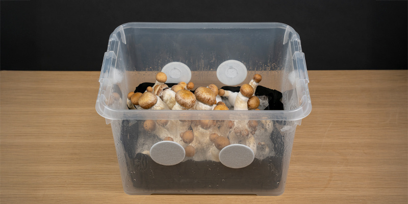 Kasva eteenpäin ja shroomaa! Kasva eteenpäin ja shroomaa!