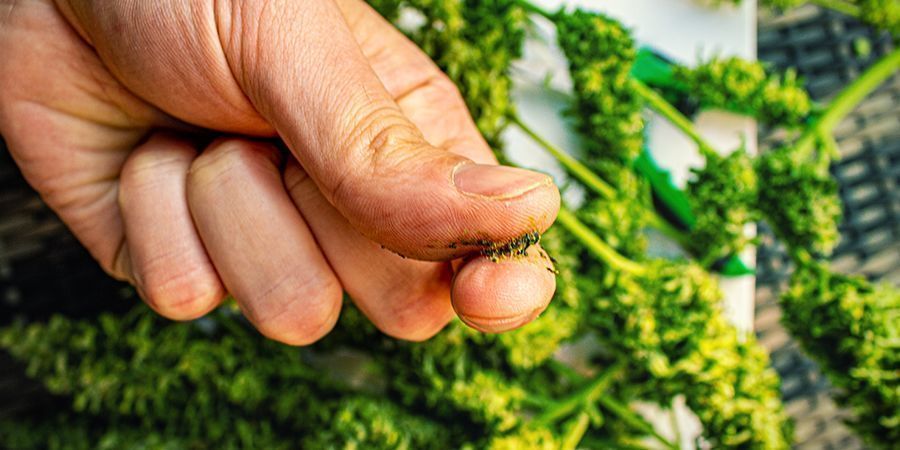 Mitkä kannabislajikkeet sopivat parhaiten jelly hashin tekemiseen? Mitkä kannabislajikkeet sopivat parhaiten jelly hashin tekemiseen?