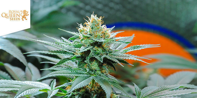 Amnesia Haze (Royal Queen Seeds) Amnesia Haze (Royal Queen Seeds)