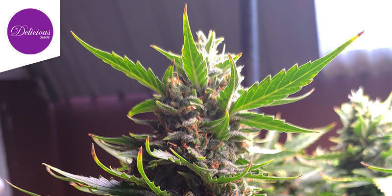 Critical Neville Haze Auto (Delicious Seeds) Critical Neville Haze Auto (Delicious Seeds)