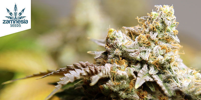 Giant White Haze (Zamnesia Seeds) Giant White Haze (Zamnesia Seeds)