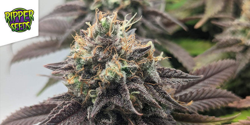 Ripper Haze (Ripper Seeds) RIPPER HAZE (RIPPER SEEDS)