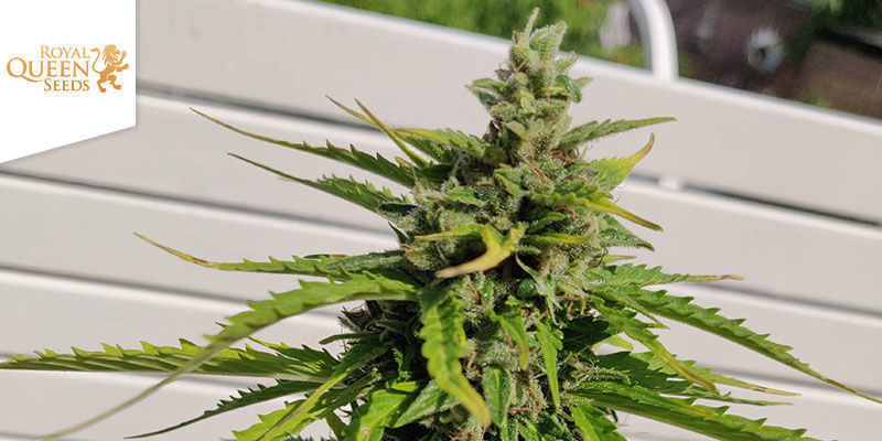 Royal Haze Automatic (Royal Queen Seeds) Royal Haze Automatic (Royal Queen Seeds)