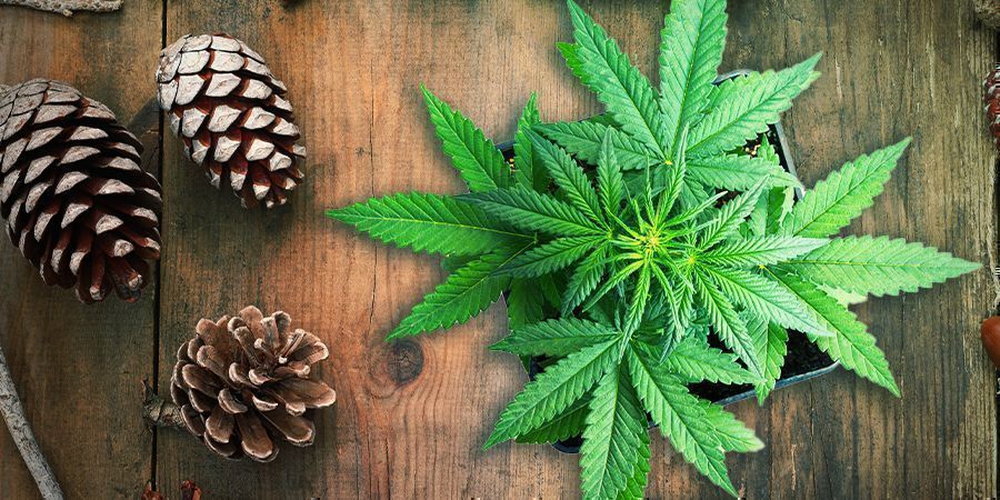 Silver Haze: Makuprofiili ja vaikutukset Silver Haze: Makuprofiili ja vaikutukset