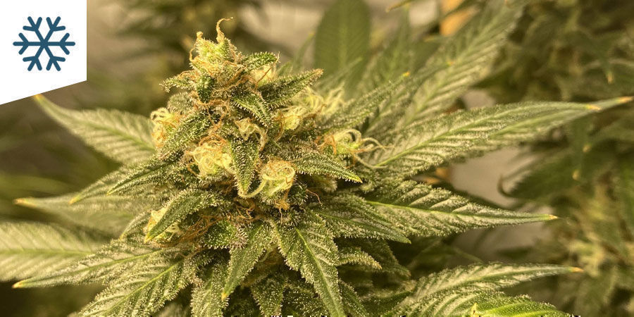 Parhaat kannabislajikkeet kylmään ilmastoon