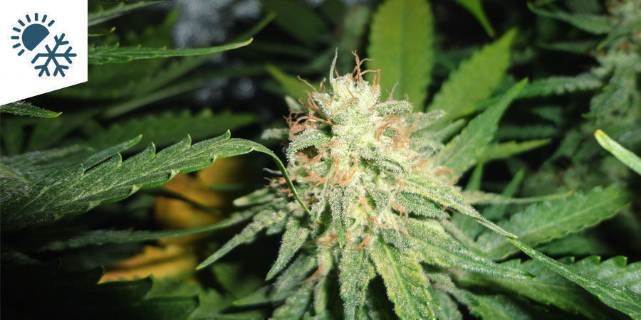Parhaat kannabislajikkeet mannermäiseen ilmastoon