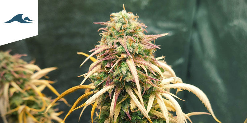 Parhaat kannabislajikkeet merelliseen ilmastoon
