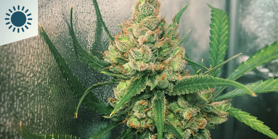 Parhaat kannabislajikkeet Välimeren ilmastoon