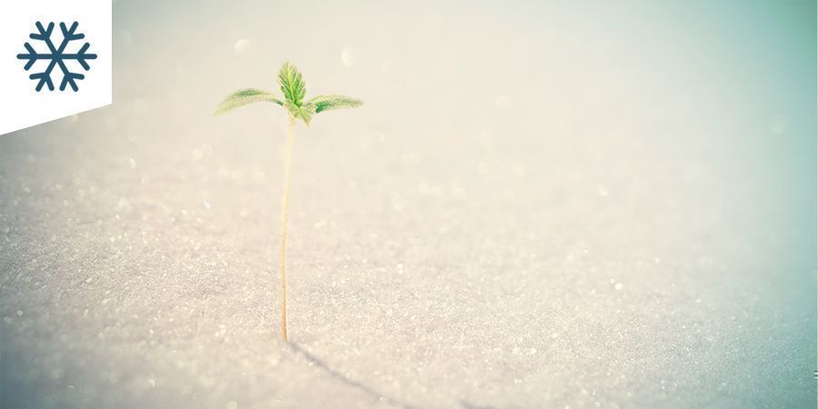 Kannabiksen kasvatus kylmässä ilmastossa Kannabiksen kasvatus kylmässä ilmastossa