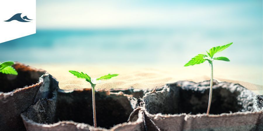 Kannabiksen kasvattaminen meri-ilmastossa Kannabiksen kasvattaminen meri-ilmastossa