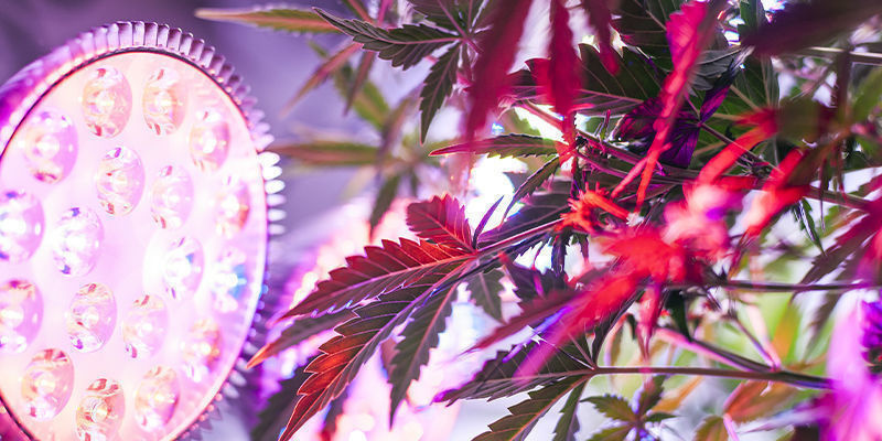 Vinkkejä korkeiksi kasvavien kannabislajikkeiden kasvatukseen Vinkkejä korkeiksi kasvavien kannabislajikkeiden kasvatukseen