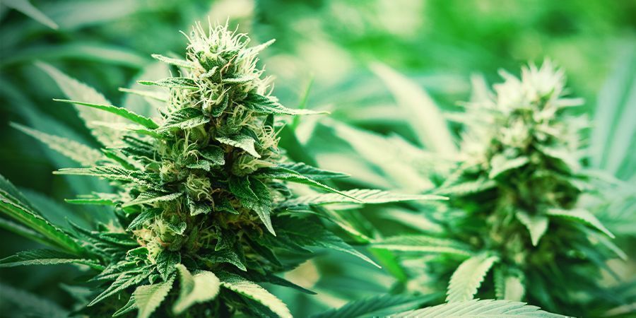 Monster Bud Boost Pack : Grow Monstrous Buds Monster Bud Boost Pack : Grow Monstrous Buds