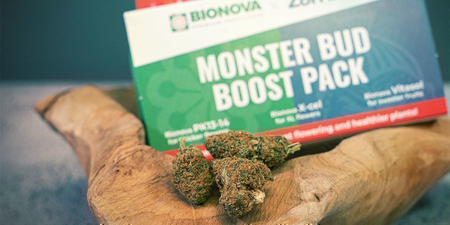 Mikä on Monster Bud Boost Pack?