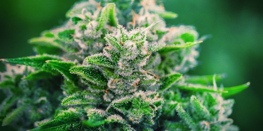 Miksi käyttää Monster Bud Boost Packia Miksi käyttää Monster Bud Boost Packia