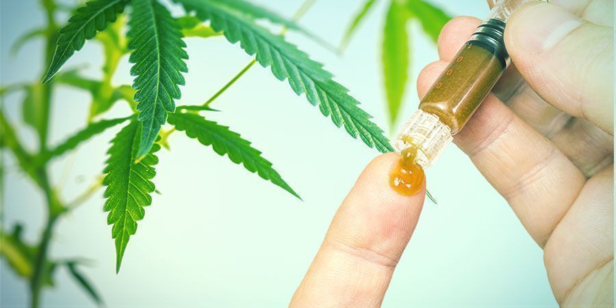 Kannabiksen juurien hyödyt Kannabiksen juurien hyödyt